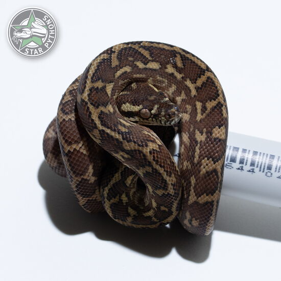 이 아름다운 (Caramel het Granite (male)) 카펫비단뱀(ID: 25-361)이 판매 중입니다.