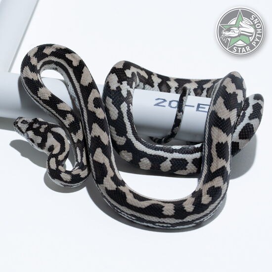 This beautiful male Axanthic carpet python with id 25-508 is for sale.