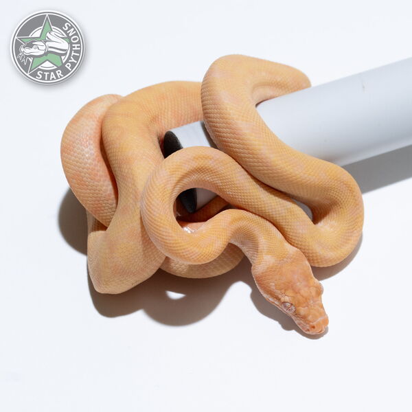 This beautiful female Sunglow carpet python with id 25-526 is for sale.