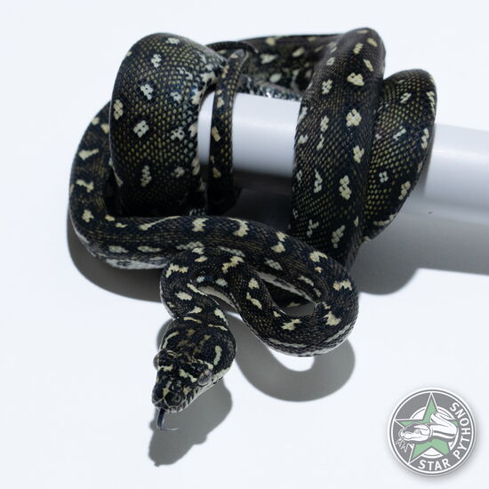 This beautiful female Diamond carpet python with id 25-634 is for sale.