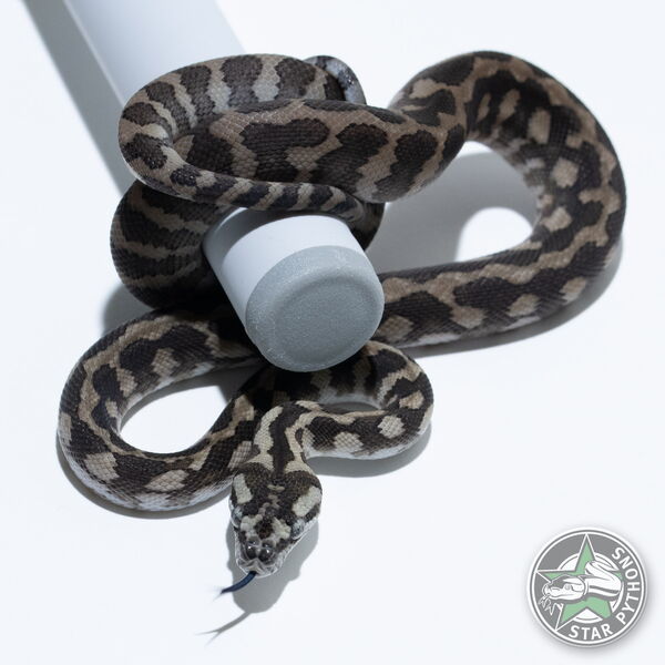 Dieses schöne Axanthic het Granite (pure IJ) Teppichpython (weiblich) mit der ID 26-006 ist zu verkaufen.