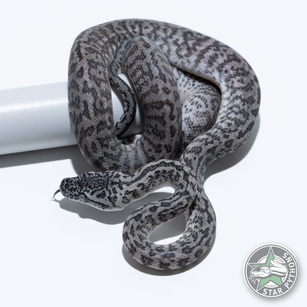 Dieses schöne Axanthic Granite (pure IJ) Teppichpython (männlich) mit der ID 26-013 ist zu verkaufen.