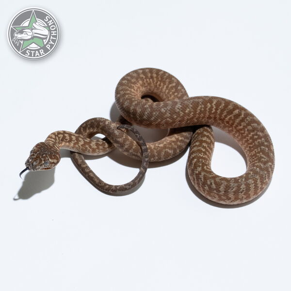 This beautiful female Caramel Zebra carpet python with id 26-140 is for sale.