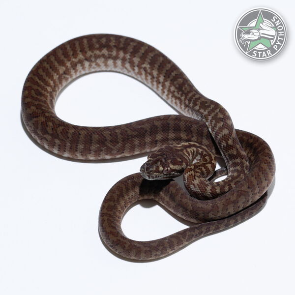 This beautiful male Caramel Zebra carpet python with id 26-294 is for sale.