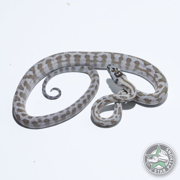Dieses schöne Caramel Axanthic Jaguar Teppichpython (männlich) mit der ID 26-426 ist zu verkaufen.