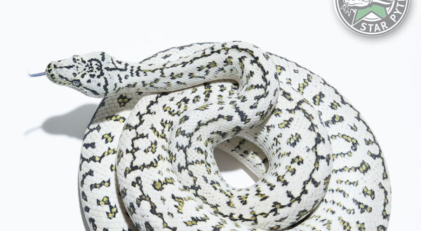 Axanthic Granite Jaguar Teppichpython Männchen (Morelia spilota), Schlupf 2024 – StarPythons