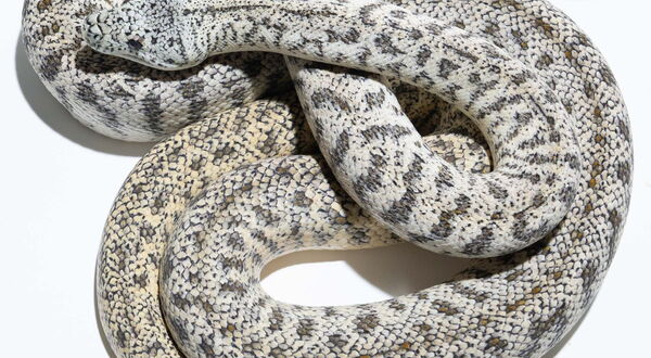 Granite Jaguar Teppichpython (Morelia spilota) – Unterarten-übergreifende Designerkombination aus rezessivem Granite und intermediär vererbtem Jaguar