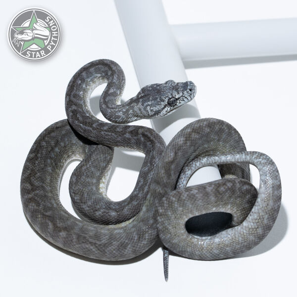 Axanthic Granite het Albino male
