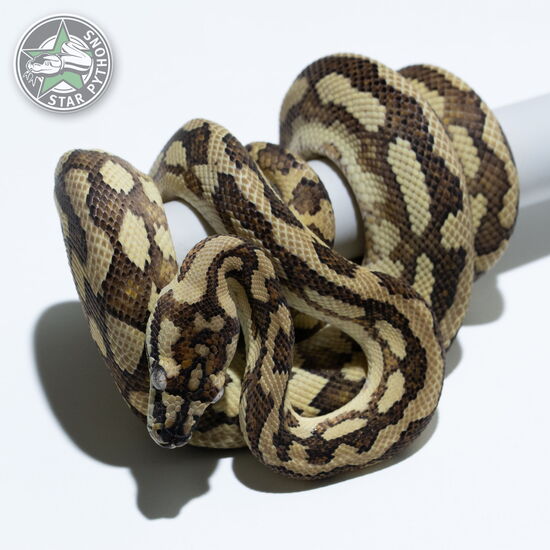이 아름다운 (Hypo Caramel (male)) 카펫비단뱀(ID: 23-917)이 판매 중입니다.