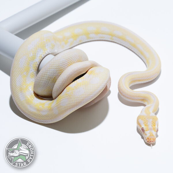 Dieses schöne Snow het Granite Teppichpython (männlich) mit der ID 24-029 ist zu verkaufen.