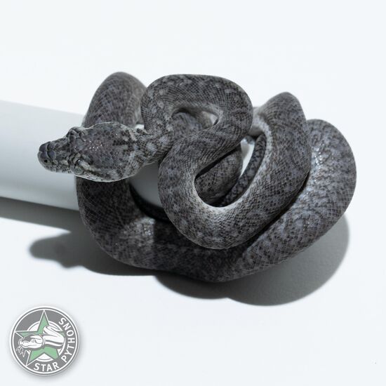 Axanthic Granite het Albino male