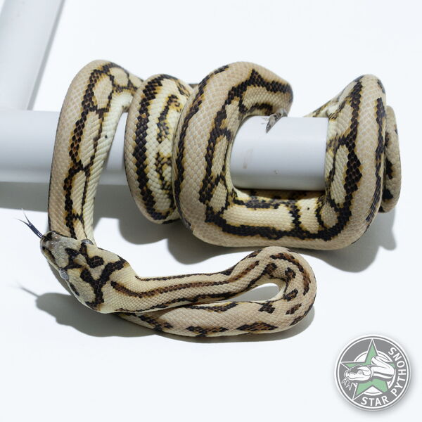 Dieses schöne Caramel Jaguar het Axanthic Teppichpython (weiblich) mit der ID 24-1046 ist zu verkaufen.