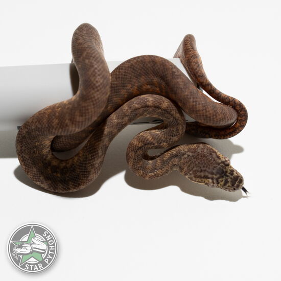 Dieses schöne Granite het Albino Teppichpython (weiblich) mit der ID 24-132 ist zu verkaufen.