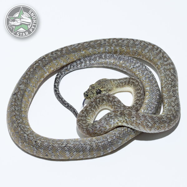 This beautiful female Granite carpet python with id 24-256 is for sale.