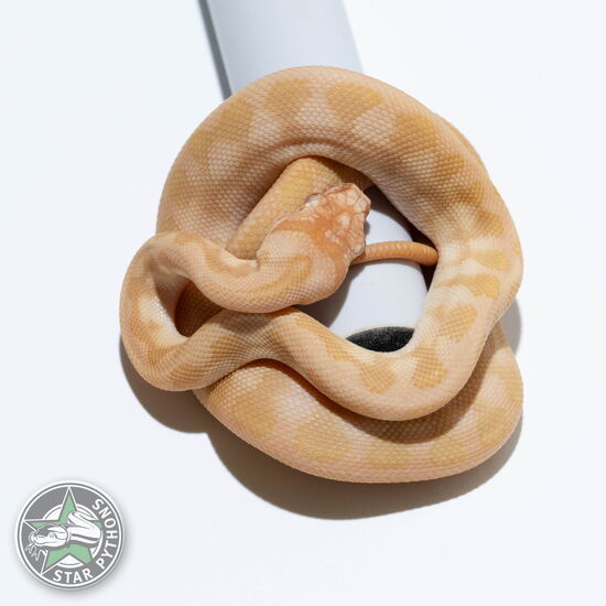 This beautiful female Sunglow Jaguar carpet python with id 24-563 is for sale.