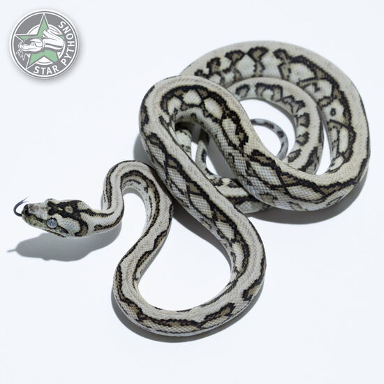 이 아름다운 (Caramel Axanthic Tiger Jaguar (pure Coastal) (female)) 카펫비단뱀(ID: 25-334)이 판매 중입니다.