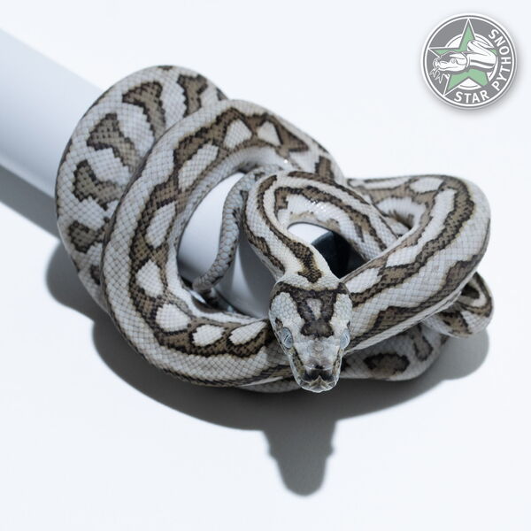 Dieses schöne Caramel Axanthic Tiger Jaguar (pure Coastal) Teppichpython (männlich) mit der ID 25-336 ist zu verkaufen.