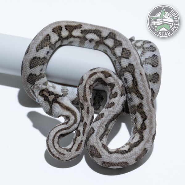 This beautiful male Caramel Axanthic Jaguar carpet python with id 25-444 is for sale.
