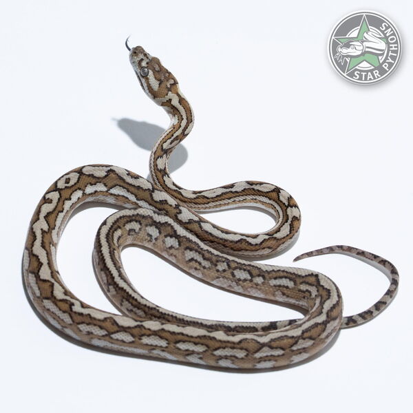 This beautiful female Caramel Tiger het Axanthic (pure Coastal) carpet python with id 25-474 is for sale.