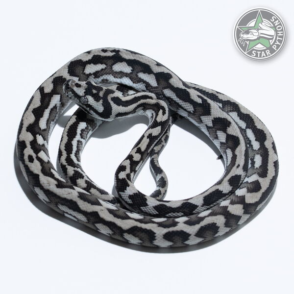 This beautiful male Axanthic carpet python with id 25-501 is for sale.