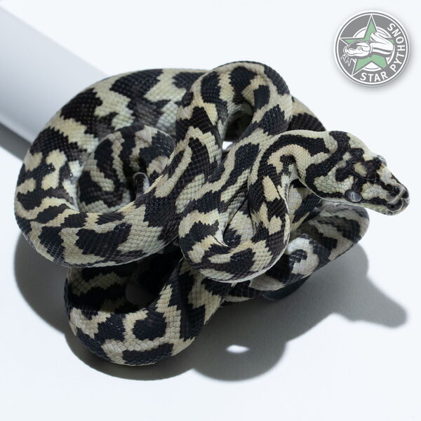 This beautiful female Axanthic carpet python with id 25-539 is for sale.