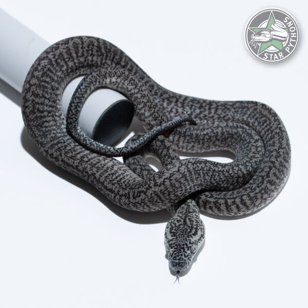 Dieses schöne Axanthic Granite (pure IJ) Teppichpython (männlich) mit der ID 26-007 ist zu verkaufen.