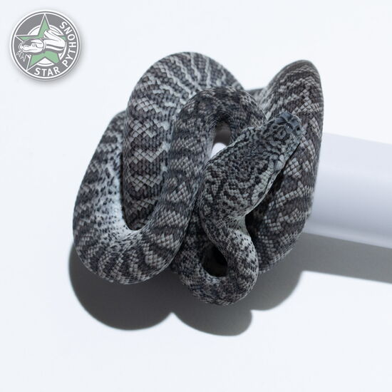 Dieses schöne Axanthic Granite Teppichpython (weiblich) mit der ID 26-023 ist zu verkaufen.