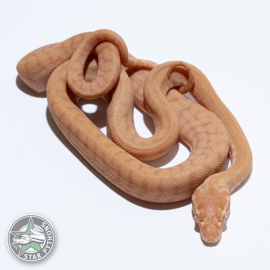 Dieses schöne Albino Zebra Teppichpython (männlich) mit der ID 26-130 ist zu verkaufen.