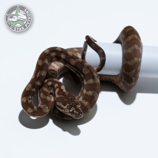 This beautiful male Caramel carpet python with id 26-136 is for sale.