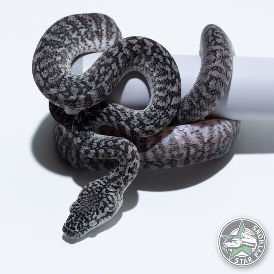 This beautiful male Axanthic Granite (pure IJ) carpet python with id 26-216 is for sale.