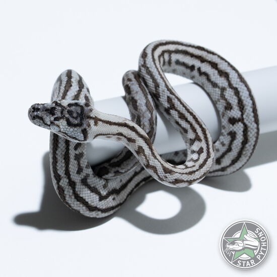 This beautiful male Axanthic Zebra Jaguar carpet python with id 26-380 is for sale.