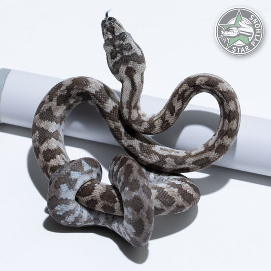 이 아름다운 (Caramel Axanthic (female)) 카펫비단뱀(ID: 26-421)이 판매 중입니다.