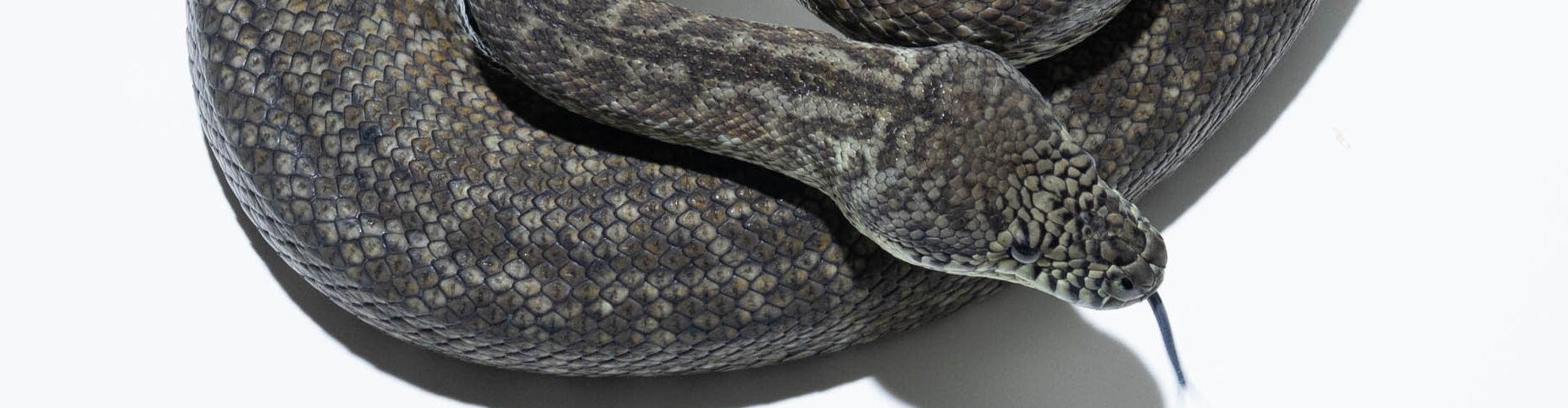 Granite Teppichpython (Morelia spilota harrisoni) – rezessive Zeichnungsmorph mit fragmentierter, körnchenartiger Schuppenstruktur