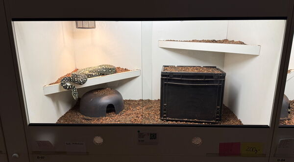 Diamantpython Terrarium Einrichtung in der StarPythons Zuchtanlage