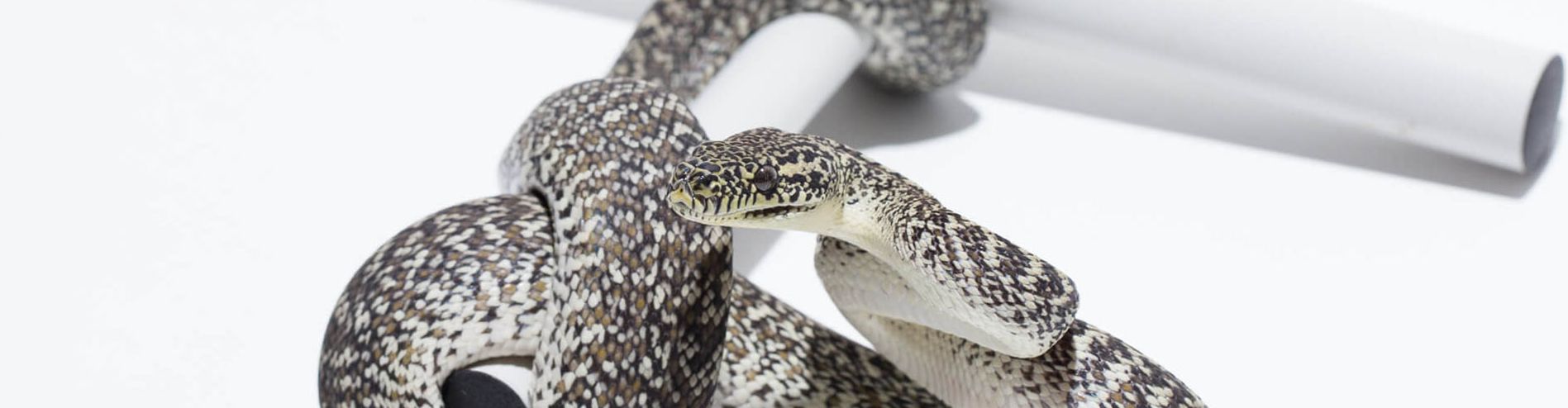 Granite Carpet Python