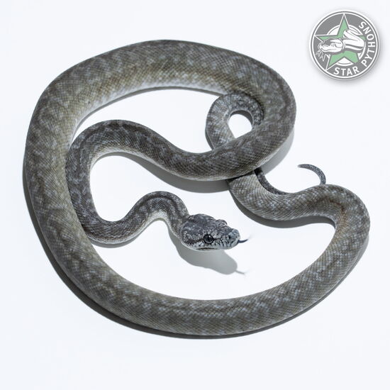 Dieses schöne Axanthic Granite het Albino Teppichpython (männlich) mit der ID 23-137 ist zu verkaufen.