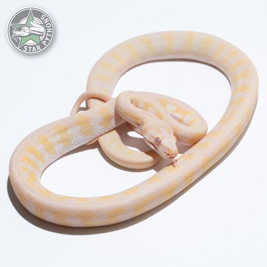 This beautiful male Albino dblhet Axanthic Granite carpet python with id 23-558 is for sale.