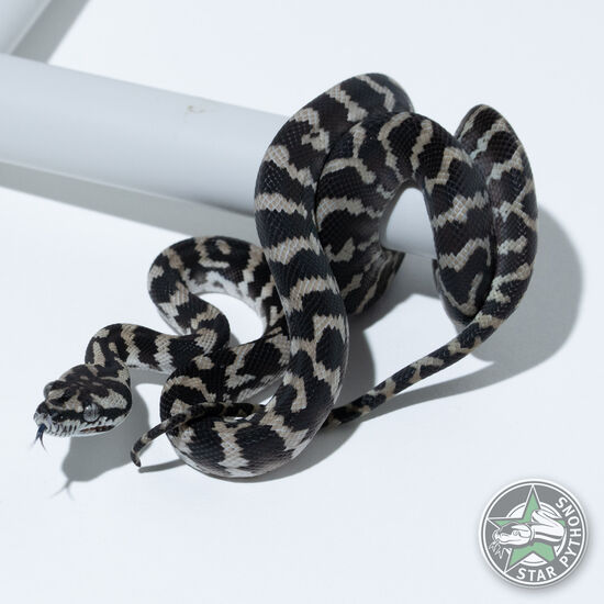 Axanthic het Granite female