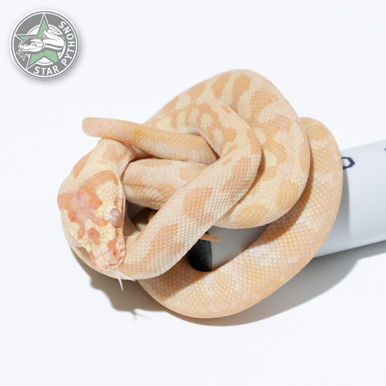 이 아름다운 (Sunglow Jaguar (female)) 카펫비단뱀(ID: 24-049)이 판매 중입니다.