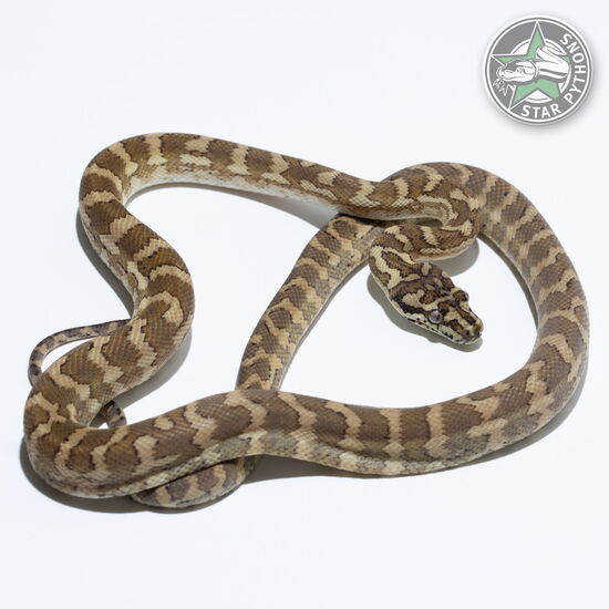 This beautiful male Hypo carpet python with id 24-097 is for sale.