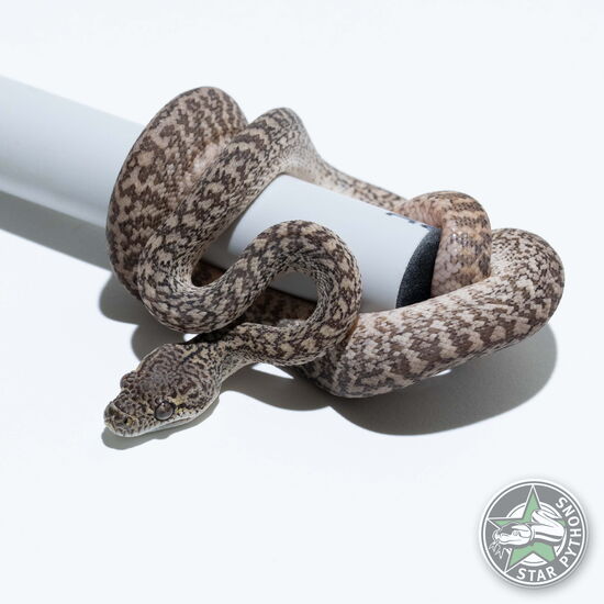 This beautiful male Granite carpet python with id 24-160 is for sale.