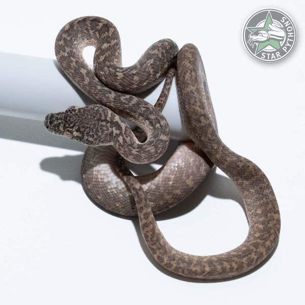 Caramel Granite male