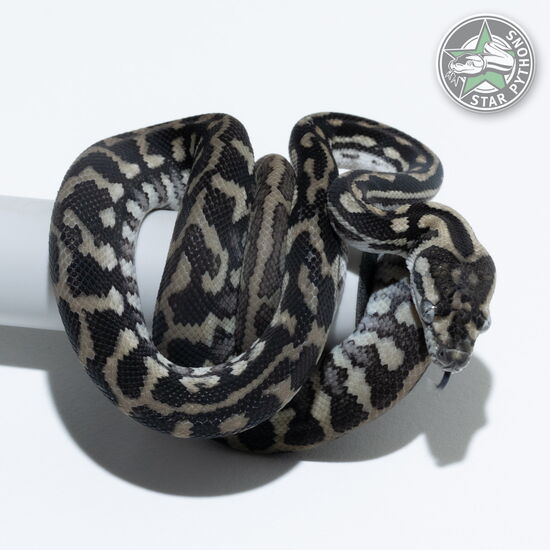 This beautiful male Axanthic het Albino carpet python with id 24-892 is for sale.