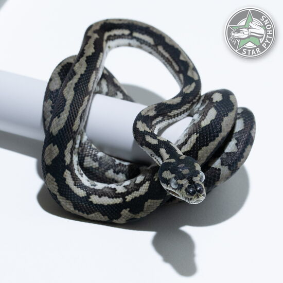 This beautiful male Axanthic carpet python with id 25-607 is for sale.