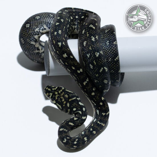 This beautiful female Diamond carpet python with id 25-761 is for sale.