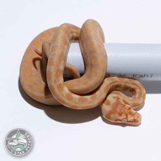 This beautiful female Albino Jaguar carpet python with id 26-027 is for sale.