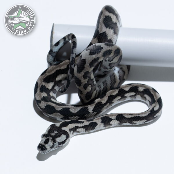 This beautiful female Axanthic (pure IJ) carpet python with id 26-066 is for sale.