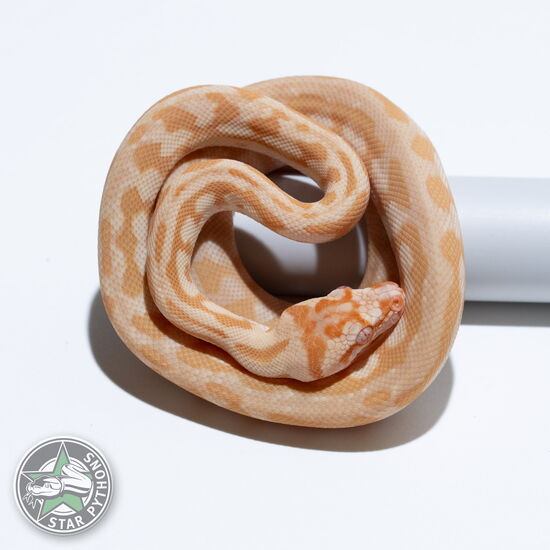 Dieses schöne Albino Jaguar Teppichpython (weiblich) mit der ID 26-134 ist zu verkaufen.