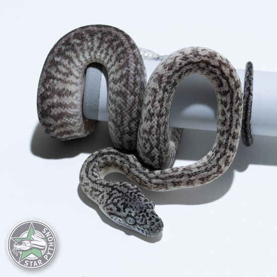 This beautiful female Axanthic Granite (pure IJ) carpet python with id 26-219 is for sale.