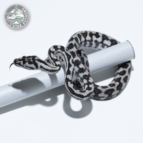 이 아름다운 (Axanthic (male)) 카펫비단뱀(ID: 26-419)이 판매 중입니다.
